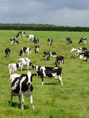 Cows